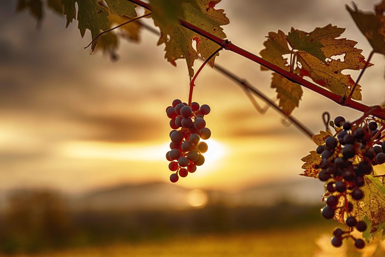 A backlit cluster of ripe grapes hanging on the vine at sunset